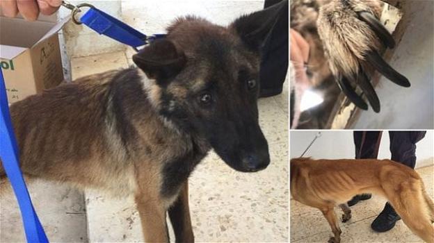 Cani sniffer USA: morti di stenti ma continuano ad essere inviati in Giordania