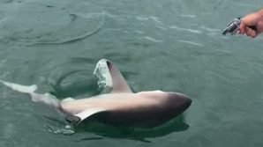 Florida, trascina sadicamente a morte uno squalo: condannato
