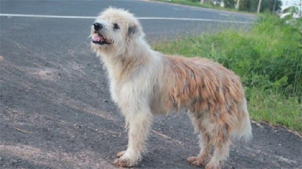 Thailandia, sul ciglio della strada il cane Leo attende i padroni per 4 anni