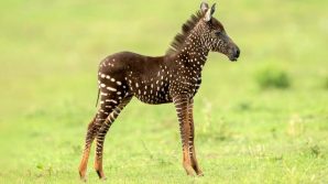 La zebra a pois esiste davvero: esemplare avvistato in Kenya