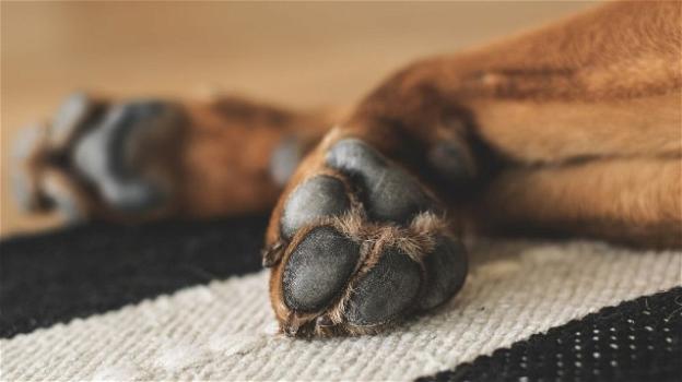 Norvegia: una malattia sconosciuta sta uccidendo decine di cani