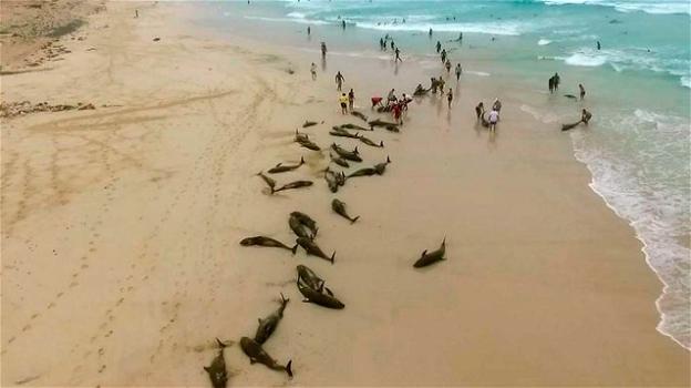 132 delfini trovati morti su una spiaggia
