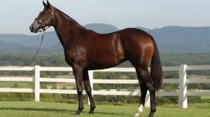 I cavalli da corsa più costosi del mondo