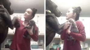 In casa arriva un nuovo cucciolo ma l’enorme alano geloso non la prende bene