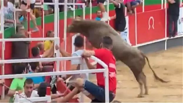 Corrida in Spagna, toro infuriato finisce nella tribuna: le riprese sono drammatiche