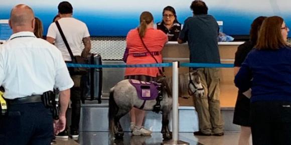 Viaggia in aereo con il cavallo: è il suo animale di supporto emotivo