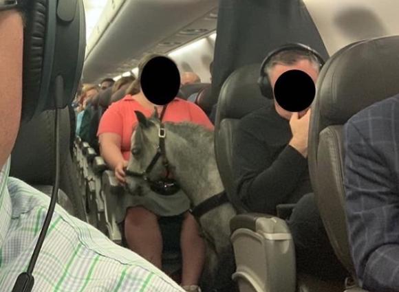 Viaggia in aereo con il cavallo: è il suo animale di supporto emotivo