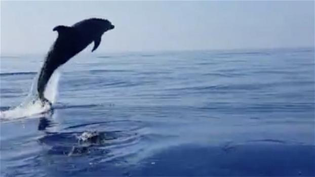 Pescatori liberano un cucciolo di delfino impigliato nella rete: la “mamma” li ringrazia a suo modo