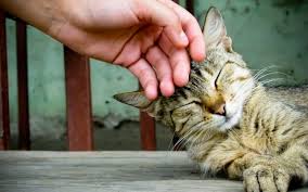 Cercasi “Coccolatori di gatti”: stipendio da 2000 euro al mese