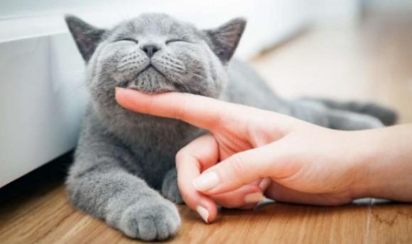 Cercasi “Coccolatori di gatti”: stipendio da 2000 euro al mese