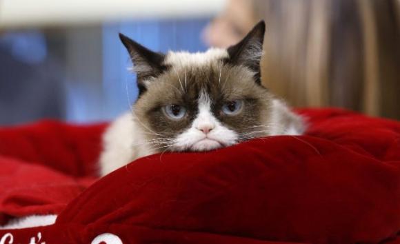 Cercasi “Coccolatori di gatti”: stipendio da 2000 euro al mese