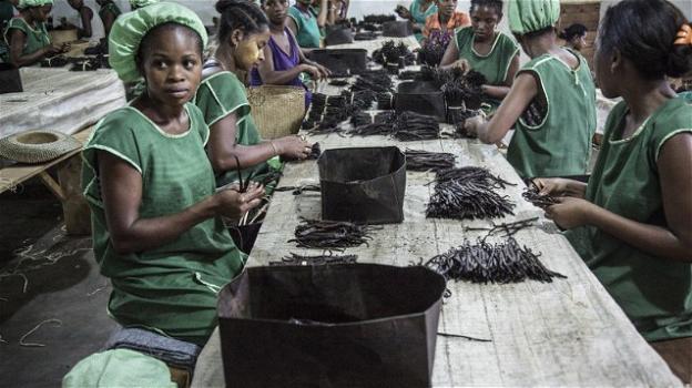 Africa, bambini rubano chicchi di vaniglia: incarcerati senza processo