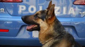 Il cane App scopre 300 grammi di stupefacenti e permette l’arresto dello spacciatore