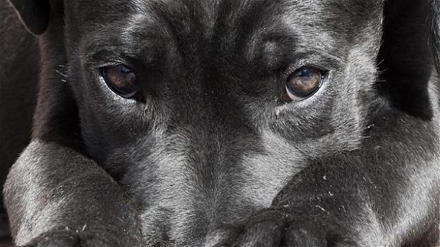 Orrore in Molise: cucciolo di cane ucciso per vendetta o dispetto