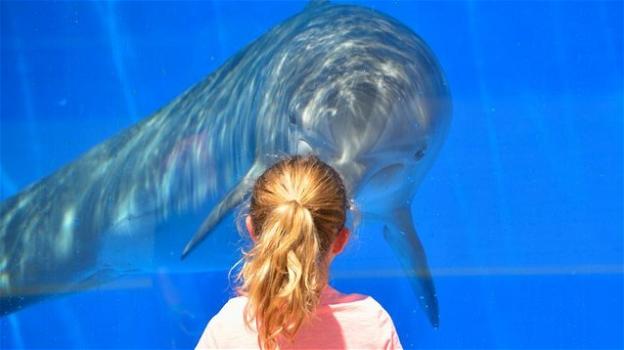 TripAdvisor tutela balene e delfini: stop alla vendita dei biglietti per i parchi acquatici