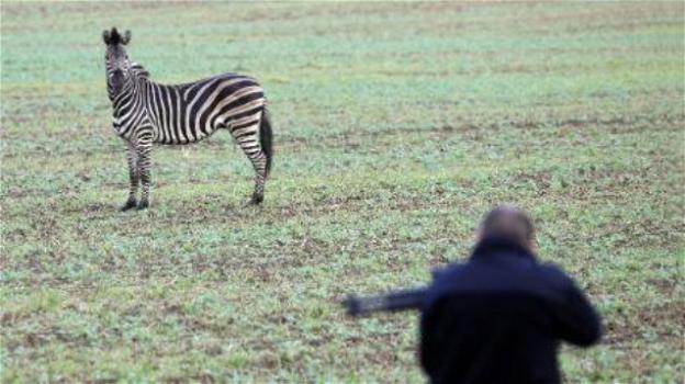Zebra scappa da un circo in Germania: uccisa a colpi di arma da fuoco