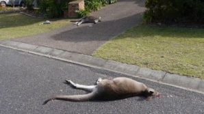 Australia, 19enne si diverte a massacrare canguri, anche cuccioli: arrestato