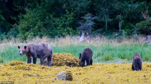 Gli orsi grizzly stanno morendo di fame: il clima segna nuove vittime