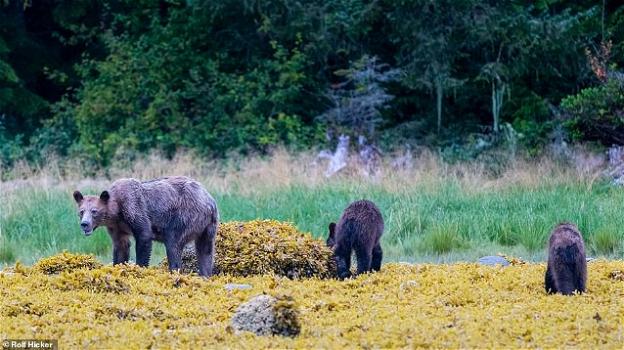 Gli orsi grizzly stanno morendo di fame: il clima segna nuove vittime