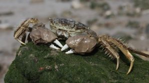 Trovati nel Tamigi granchi con lo stomaco pieno di plastica