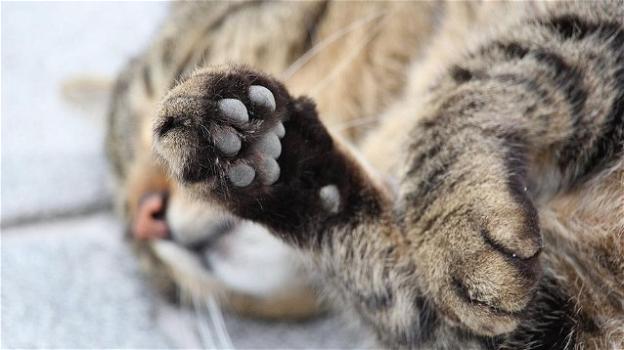 Il gatto che viveva sui tetti di Camogli è stato catturato perché tradito dalla fame