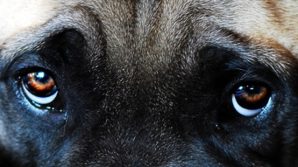 Crudele fine di un cane: ucciso con proiettili al sale
