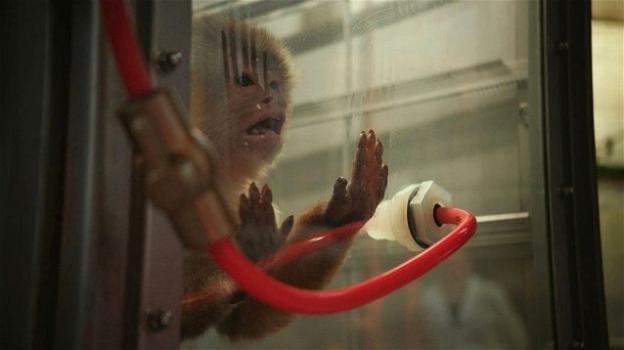 Germania: animalisti denunciano laboratorio di test raccapriccianti sugli animali