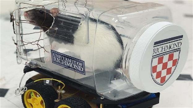 Gli scienziati hanno addestrato con successo i topi a guidare auto minuscole