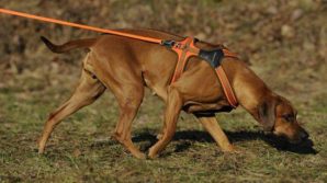 Il fiuto dei cani molecolari ha permesso la scoperta di tombe archeologiche di 3000 anni fa