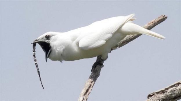 Il Campanaro bianco vive in Amazzonia ed è l’uccello più rumoroso
