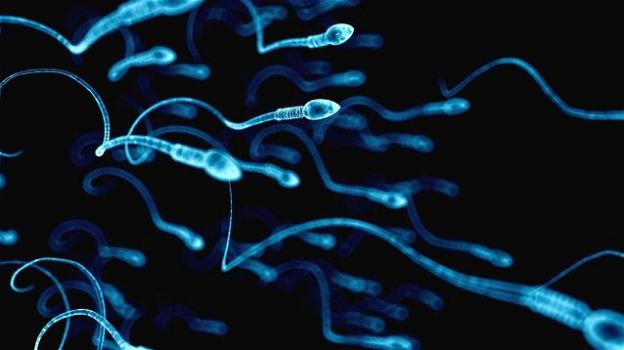 Spermatozoi avvelenati dagli inquinanti presenti nel cibo