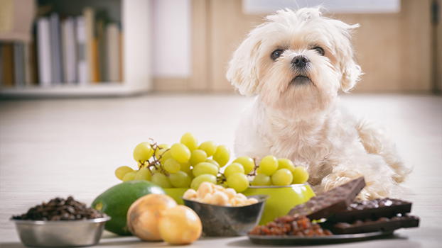 Alimentazione dei cani: i cibi tossici per i nostri amici a quattro zampe