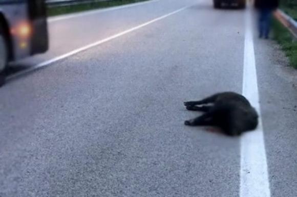 Fanno un incidente con un cinghiale, ma era congelato. Smascherati i truffatori in Sardegna