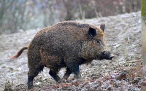 Fanno un incidente con un cinghiale, ma era congelato. Smascherati i truffatori in Sardegna