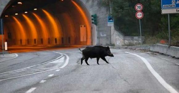 Fanno un incidente con un cinghiale, ma era congelato. Smascherati i truffatori in Sardegna