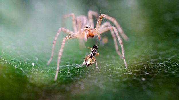 Insetti e ragni in forte declino nelle foreste tedesche