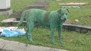 Cane dipinto di verde in Malesia, la protesta sui social: