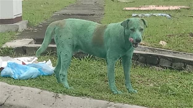 Cane dipinto di verde in Malesia, la protesta sui social: "È disumano"