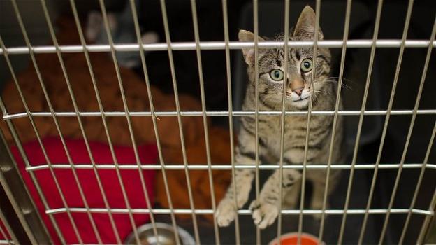 Cina, sequestrato un carico di gatti destinati ai ristoranti