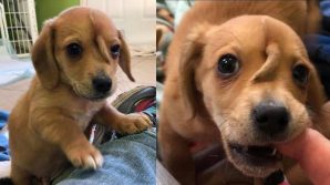 Narwhal, il cane-unicorno che cerca casa