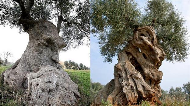 Gli alberi più straordinari d’Italia raccolti in un volume