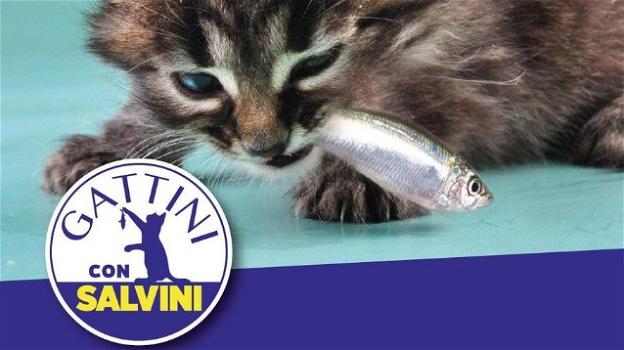 Matteo Salvini "arruola" i gatti per sconfiggere le sardine: lanciato l’hashtag #gattiniconSalvini