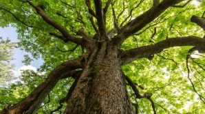 Festa degli Alberi, le iniziative del Campidoglio