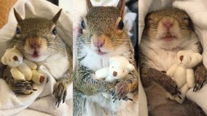 Scoiattolo sconvolto dall’uragano, ora dorme con l’orsacchiotto
