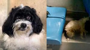 Filippo, il cane abbandonato sull’autobus