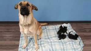 Canada: cane randagio salva dal gelo 5 gattini riscaldandoli con il corpo