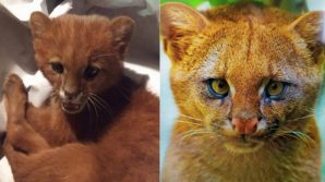Argentina, salvano gatto dalla strada ma scoprono che è un puma