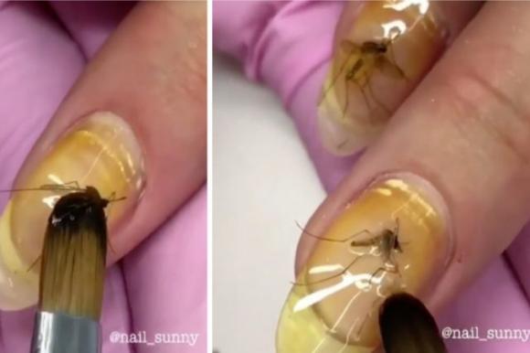 La nuova moda del momento: la Nail Art con gli insetti morti sulle unghie spopola in rete