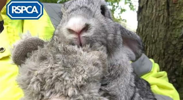 Coniglio abbandonato in uno scatolone, ritrovato abbracciato al suo peluche