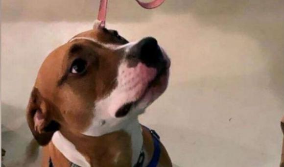 Foto di cani abbandonati sulle lattine di birra: la bella iniziativa per farli adottare